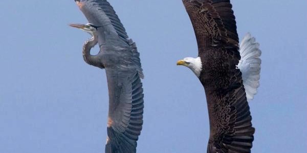 Fly Away Fly Away