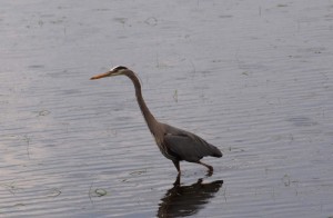 Heron