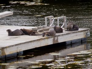 Otters