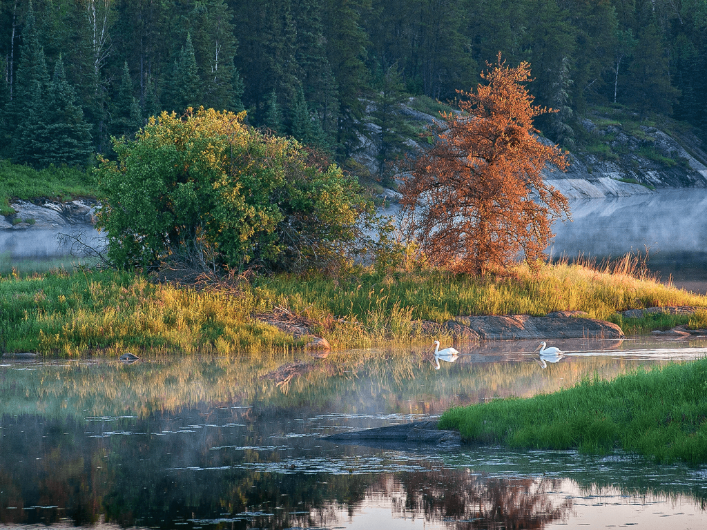 Pelicans, secluded bay