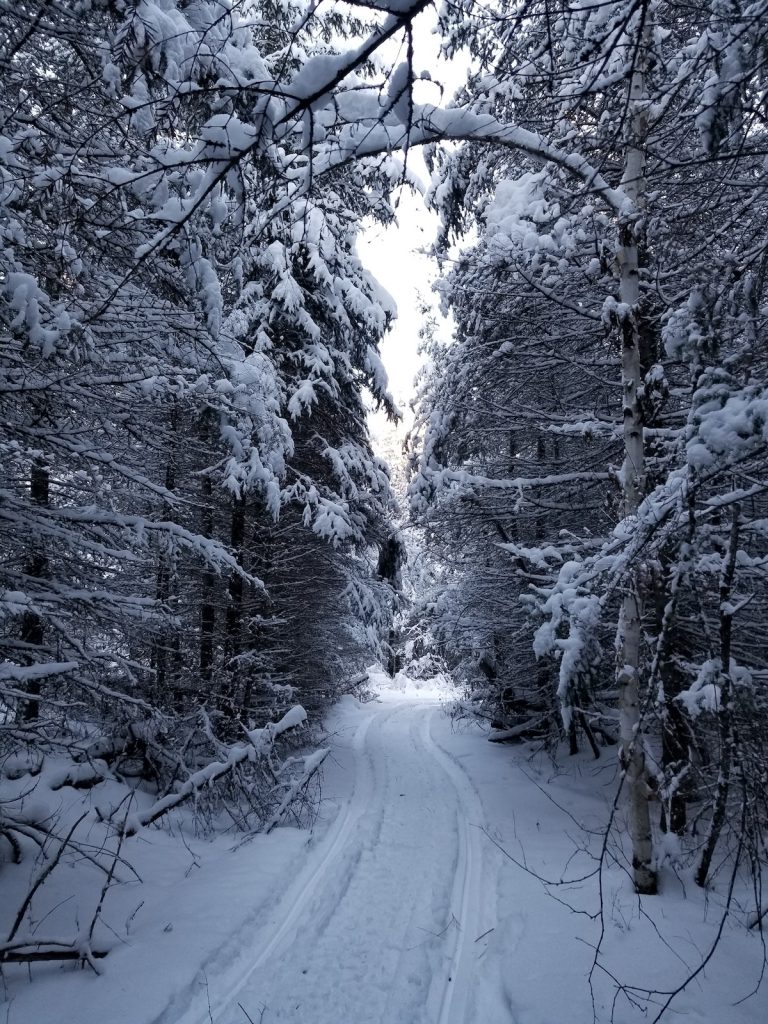 Forest with overhanging trees and snow