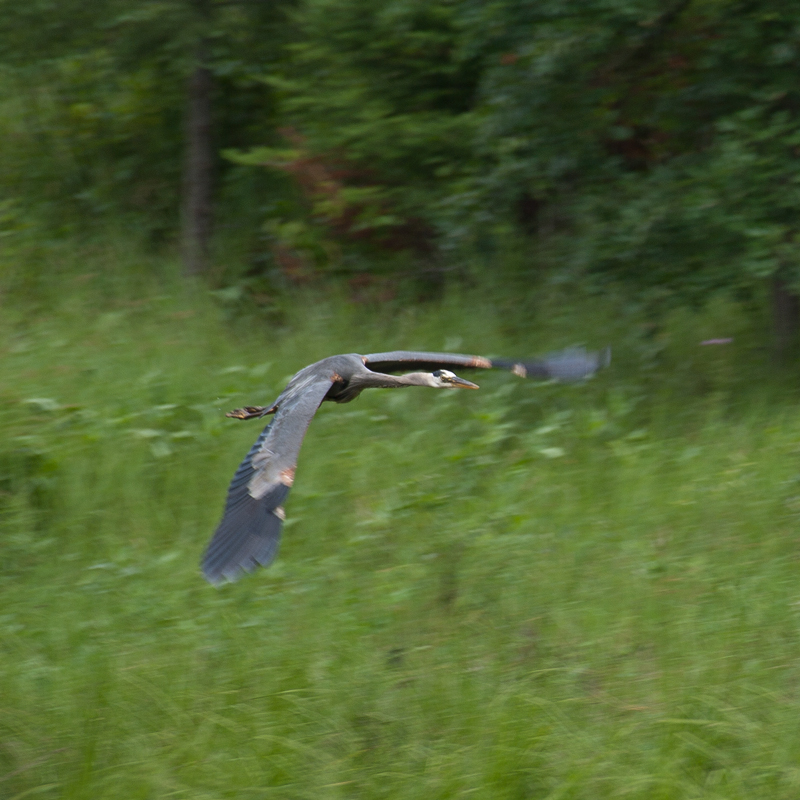 Great blue heron in flight