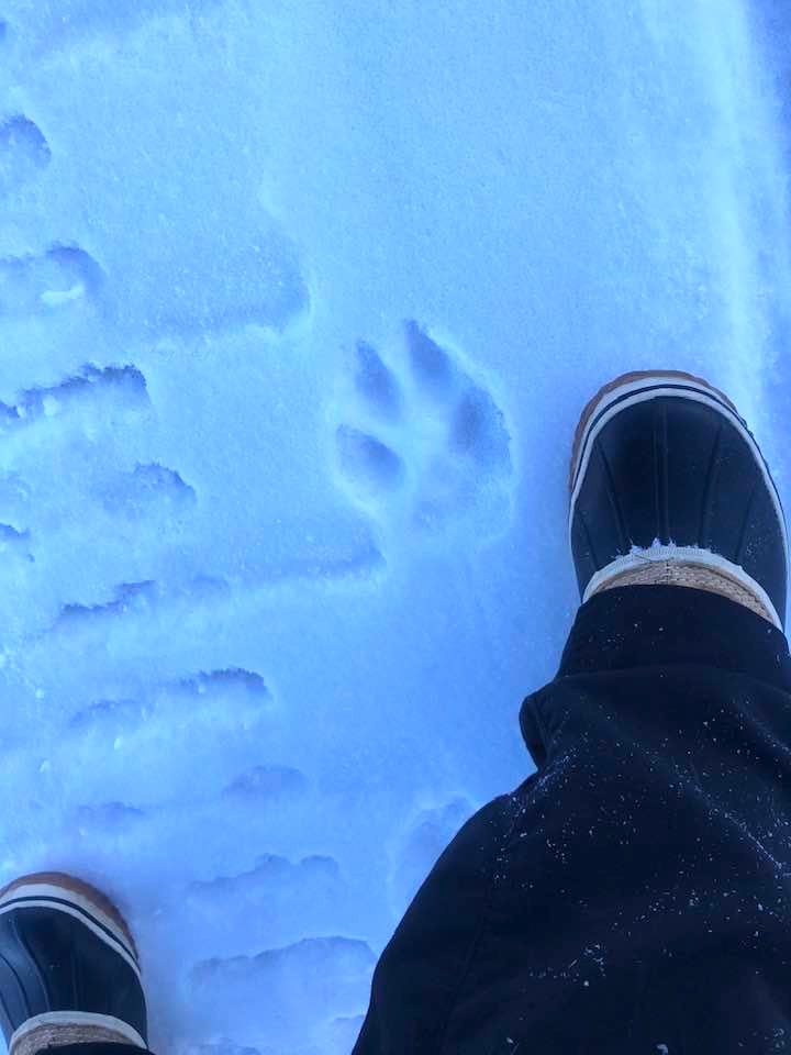 Large wolf footprint beside a human foot in a boot.