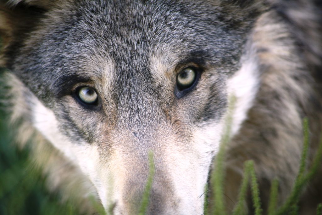 Closeup of wolf looking into camera.