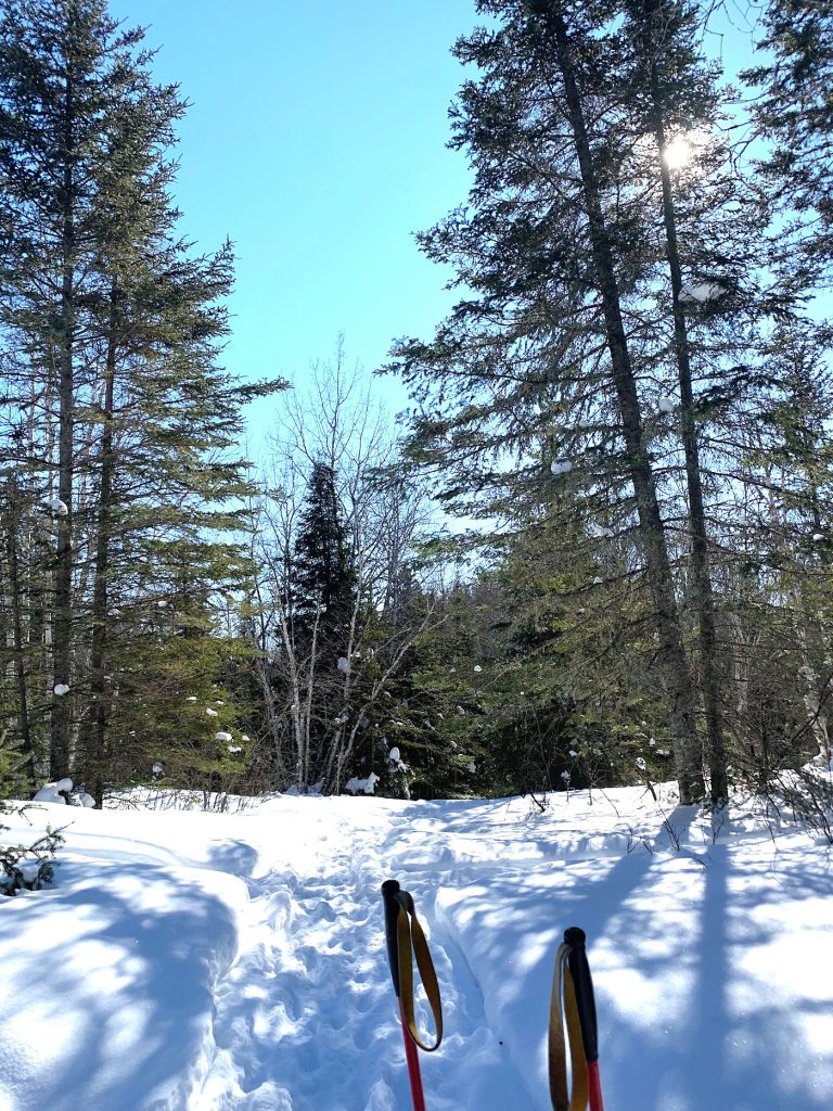 ski poles at front of a snowy path. 