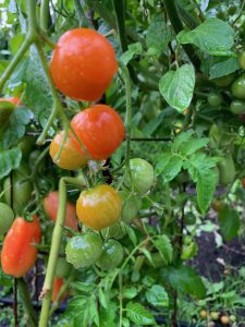 Cherry tomato plants on the vine.