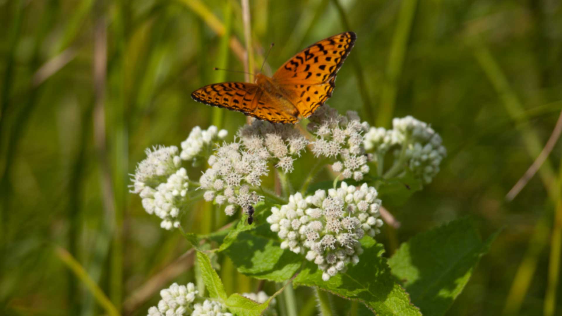 butterfly flower