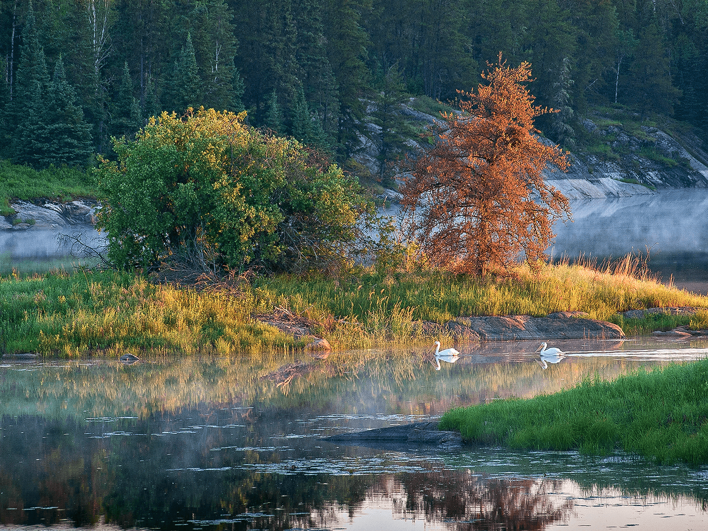 Pelicans, secluded bay