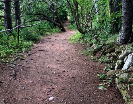 A photo of a path through the forest.