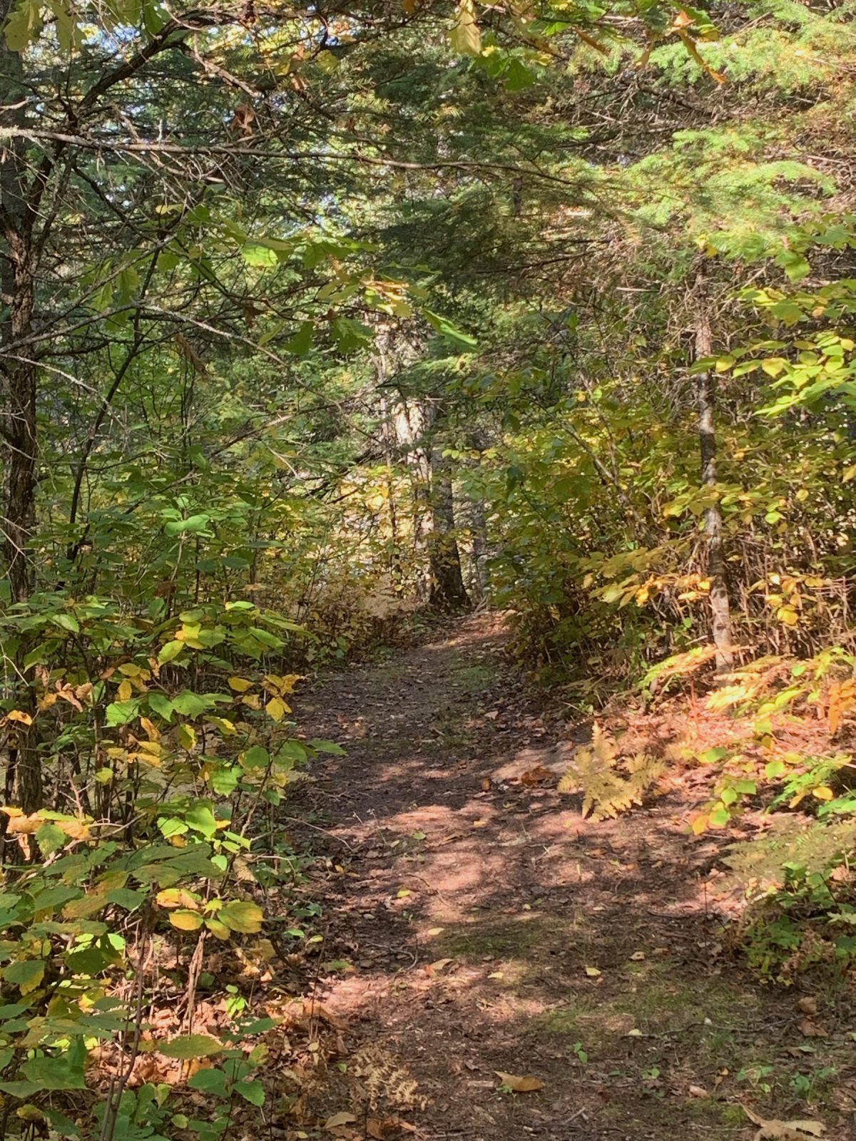 sunlit path through a bush with leaves turning to fall colours.